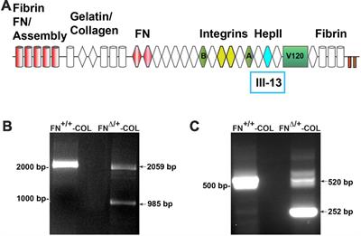 Extracellular matrix composition affects outgrowth of dendrites and dendritic spines on cortical neurons